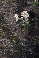 Anaphalioides subrigida