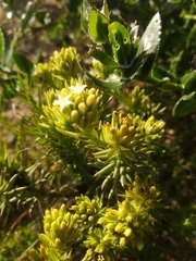 Thesium capitatum