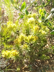 Thesium capitatum