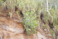 Pachypodium rosulatum image