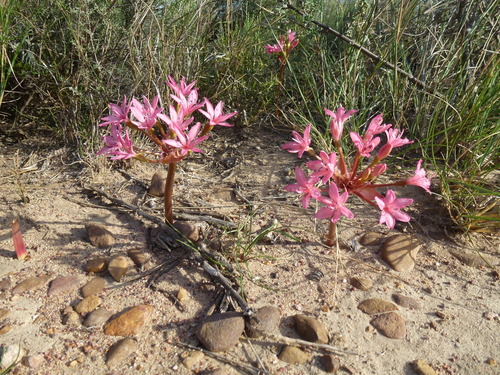 Brunsvigia elandsmontana