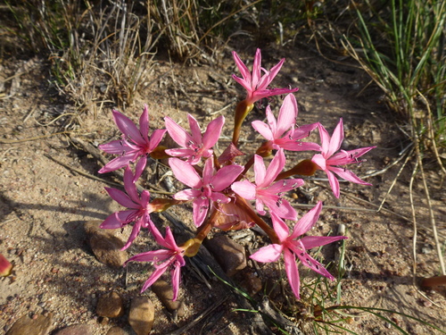 Brunsvigia elandsmontana