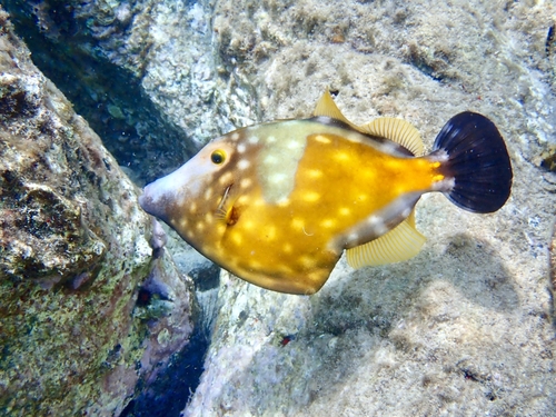 Whitespotted Filefish