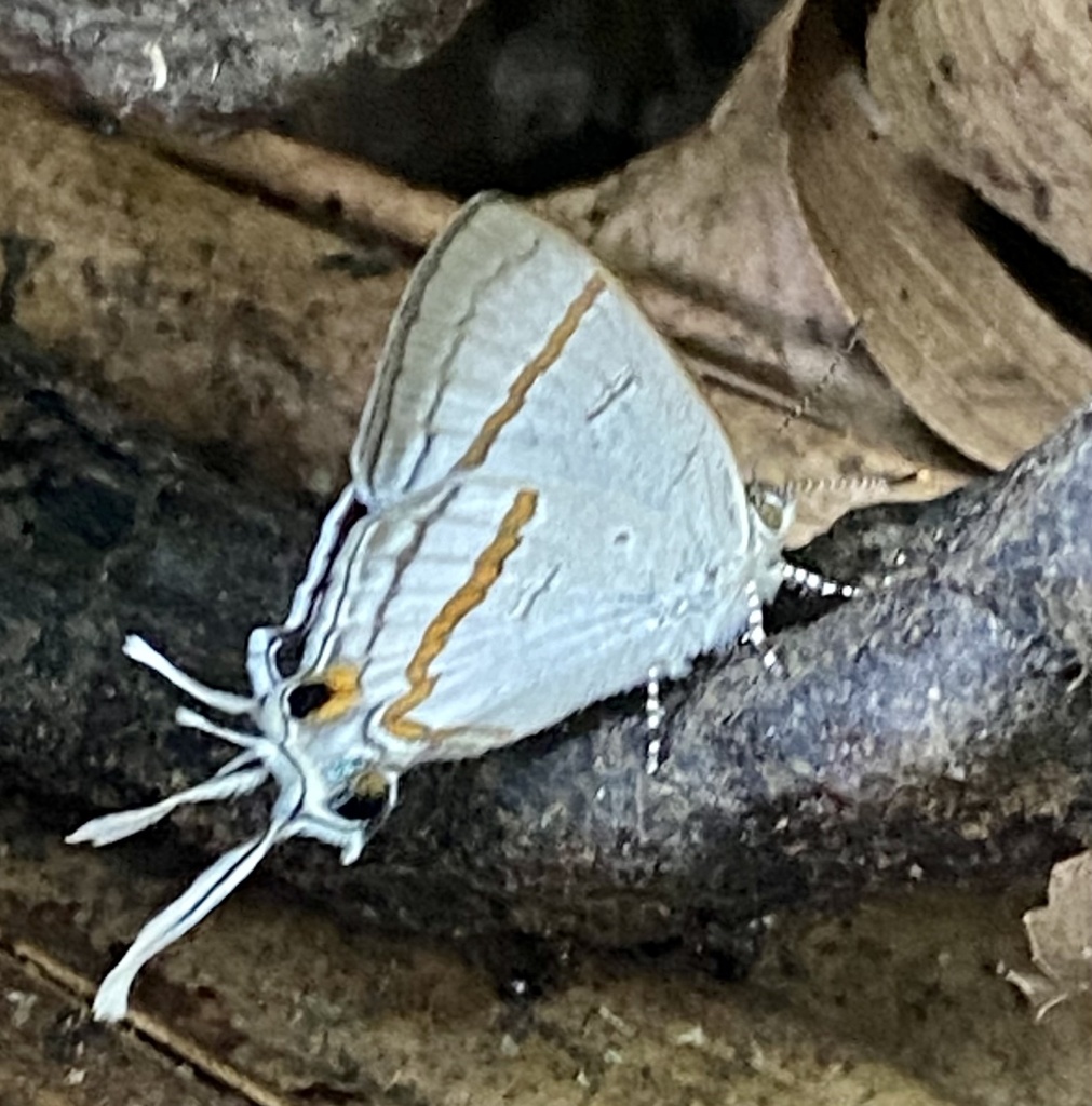 Hypolycaena kadiskos