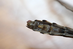 Ophiogomphus colubrinus