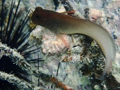 Ophioblennius macclurei