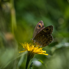 Lasiommata