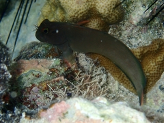 Ophioblennius macclurei