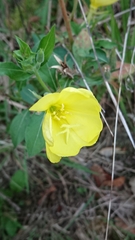 Oenothera oehlkersi