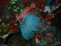 Protula bispiralis