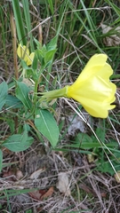 Oenothera oehlkersi