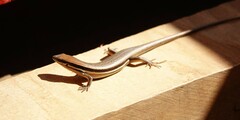 Gravenhorst's Mabuya photo 3