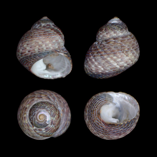 Monodonta canalifera, 2022-02-19
