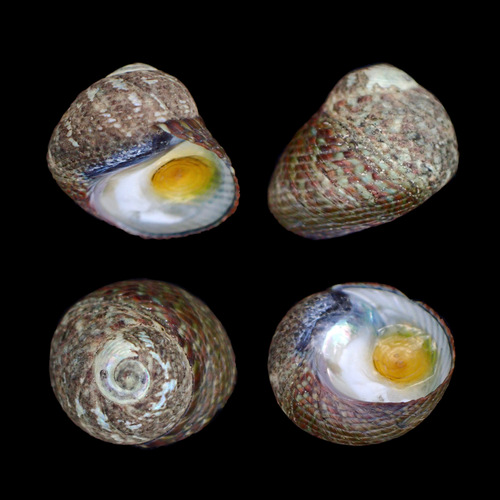 Monodonta canalifera, 2022-05-01