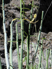 Ceropegia dichotoma image