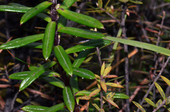 Anaphalioides subrigida