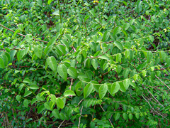 Pseudophyllanthus ovalis image