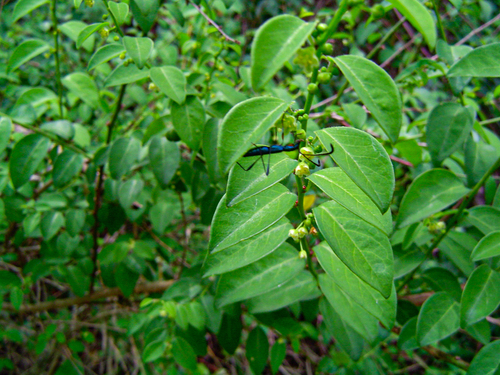 Pseudophyllanthus image