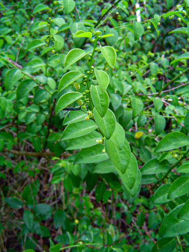 Pseudophyllanthus image