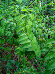 Pseudophyllanthus ovalis image