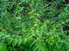 Pseudophyllanthus ovalis image