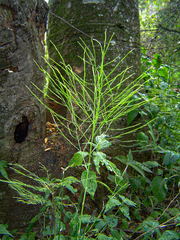Asparagus virgatus image