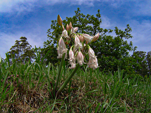 Crinum macowanii image