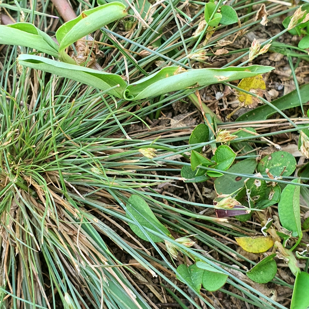 Bulbostylis thouarsii