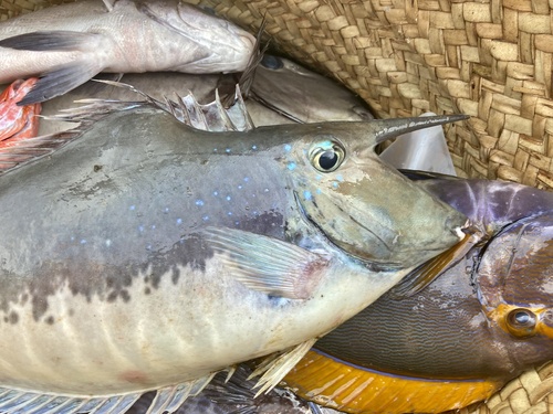 Humpback unicornfish (Naso brachycentron) — Acanthuridae — 2