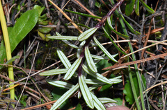 Anaphalioides subrigida