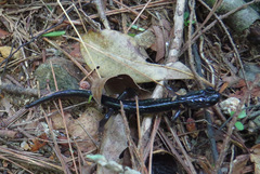 Plethodon metcalfi