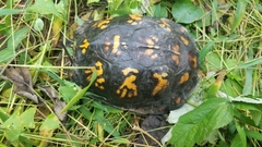 Terrapene carolina carolina