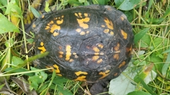 Terrapene carolina carolina