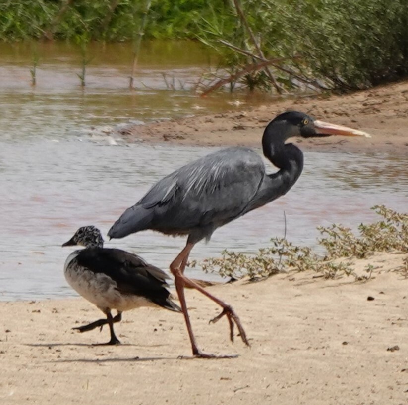 Humblot's Heron (Ardea humbloti), photo 6