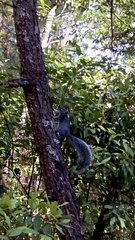 Sciurus oculatus