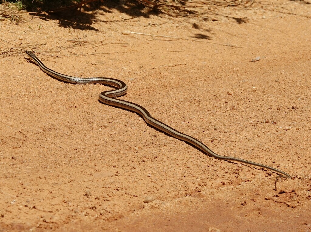 Bernier's Striped Snake