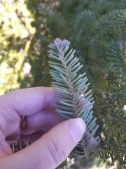 Abies balsamea image