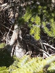 Abies balsamea image