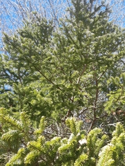 Abies balsamea image