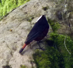 Phoenicurus leucocephalus