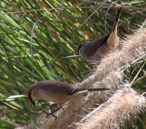 Arabian Waxbill (Estrilda rufibarba), photo 5