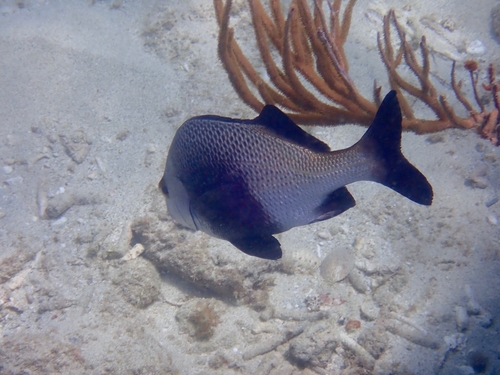 Anisotremus surinamensis