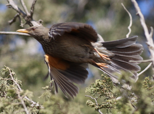 Yemen Thrush