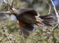 Yemen Thrush photo 2