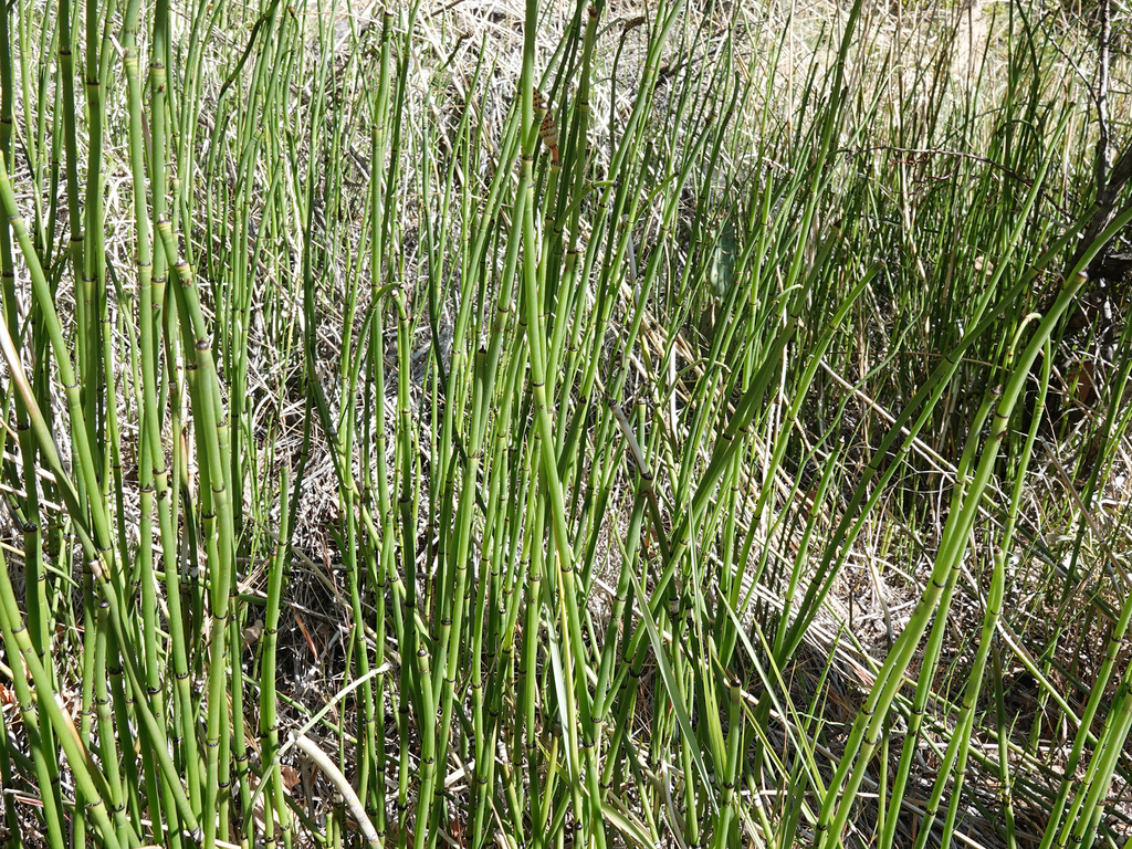 smooth horsetail from Red Rock Canyon National Conservation Area, Clark ...