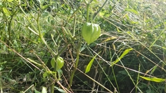 Physalis longifolia subglabrata