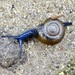 Draparnaud's Glass Snail - Photo (c) dlbowls, some rights reserved (CC BY-NC), uploaded by dlbowls