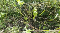 Physalis longifolia subglabrata