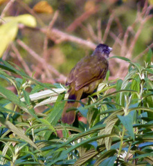 Spizixos semitorques