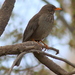 Yemen Thrush - Photo (c) Jan Ebr, some rights reserved (CC BY), uploaded by Jan Ebr